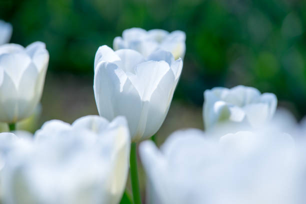 istock Tulip.  colorful tulips. tulips in spring. 669025946