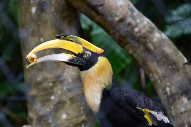 istock Rhinoceros Hornbill bird 669028418