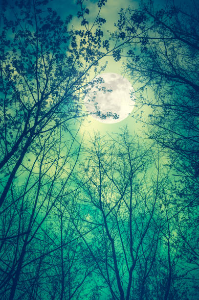 istock Silhouette branches of trees against night sky with full moon. 669028544