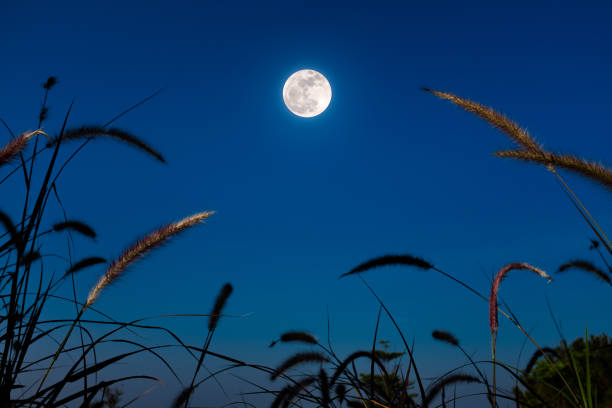 istock Feather pennisetum or mission grass grow with full moon background. 669028572