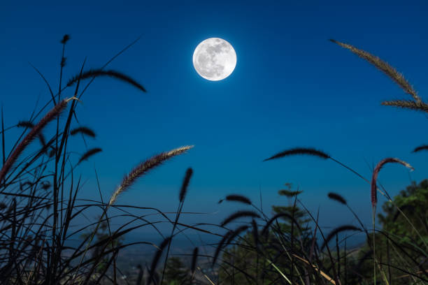 istock Feather pennisetum or mission grass grow with full moon background. 669029448