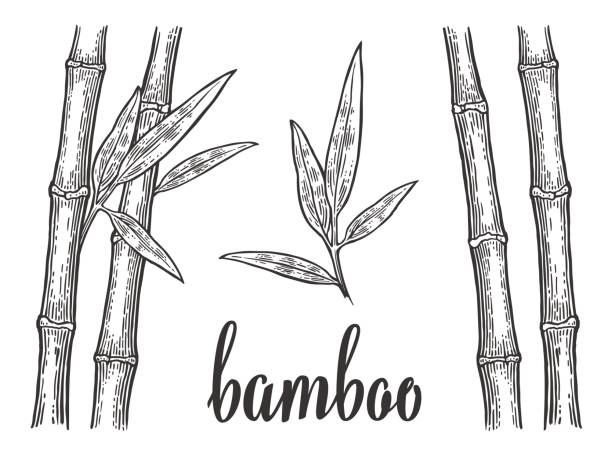 Bamboo trees with leaf white silhouettes and black outline. Hand drawn design element. Vintage vector engraving illustration for logotype, poster, web. Isolated on white background Bamboo trees with leaf white silhouettes and black outline. Hand drawn design element. Vintage vector engraving illustration for logotype, poster, web. Isolated on white background. bamboo leaf stock illustrations
