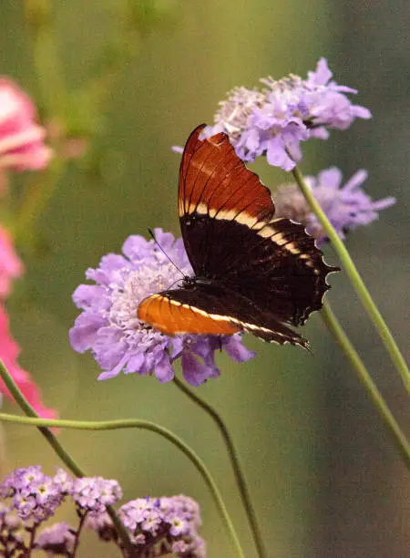 Rusty-tipped page butterfly, Siproeta epaphus, in a botanical garden in spring