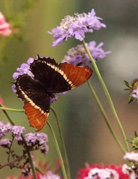 Rusty-tipped page butterfly, Siproeta epaphus, in a botanical garden in spring