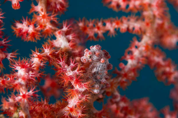 istock Hippocampus bargibanti - pygmy seahorse 669035198