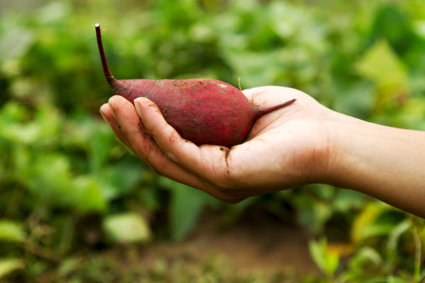 istock Vegetable garden sweet potato 669037610