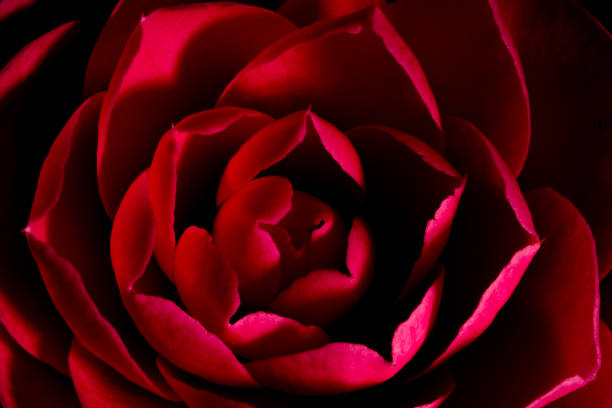 zbliżenie kwiatu kamelii - single flower sensuality beauty beautiful zdjęcia i obrazy z banku zdjęć