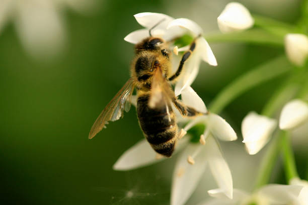 istock Wild garlic blossom with honey bee 669041114