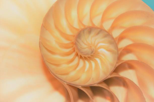 istock nautilus shell Fibonacci symmetry cross section spiral structure growth golden ratio (nautilus pompilius) seashell half slice 669043896