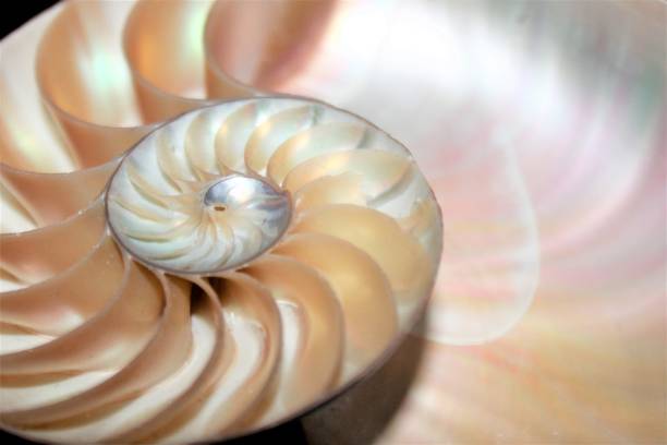 istock nautilus shell Fibonacci symmetry cross section spiral structure growth golden ratio (nautilus pompilius) seashell half slice 669043978