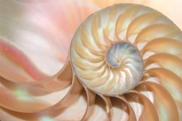 istock nautilus shell Fibonacci symmetry cross section spiral structure growth golden ratio (nautilus pompilius) seashell half slice 669043980