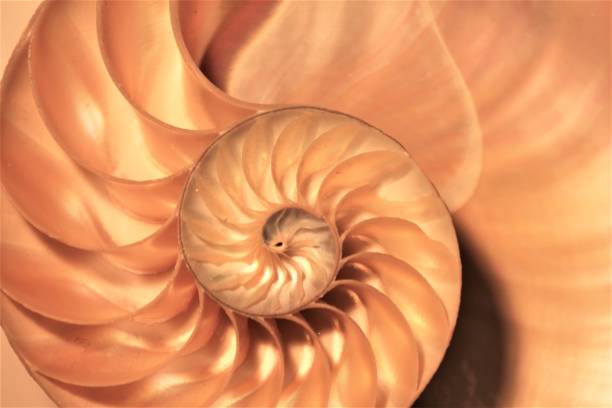 istock nautilus shell Fibonacci symmetry cross section spiral structure growth golden ratio (nautilus pompilius) seashell half slice 669044006