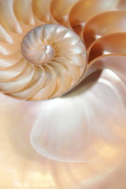 istock nautilus shell Fibonacci symmetry cross section spiral structure growth golden ratio (nautilus pompilius) seashell half slice 669044018