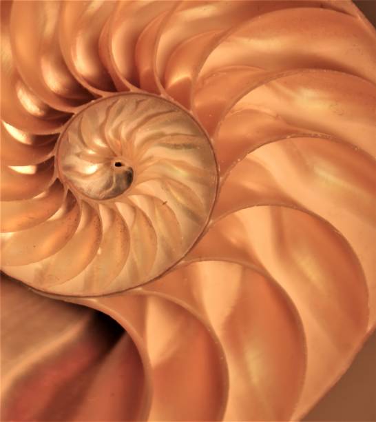 istock nautilus shell Fibonacci symmetry cross section spiral structure growth golden ratio (nautilus pompilius) seashell half slice 669044034