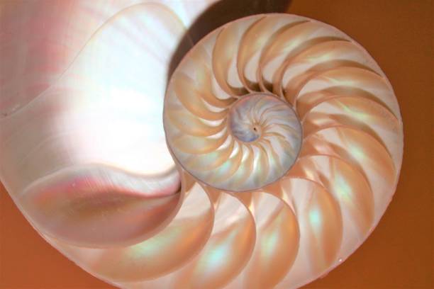 istock nautilus shell Fibonacci symmetry cross section spiral structure growth golden ratio (nautilus pompilius) seashell half slice 669044066