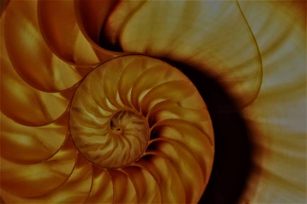istock nautilus shell Fibonacci symmetry cross section spiral golden ratio (nautilus pompilius) seashell half slice 669044074