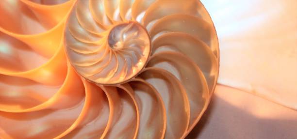 istock nautilus shell Fibonacci symmetry cross section spiral structure growth golden ratio (nautilus pompilius) seashell half slice 669044130