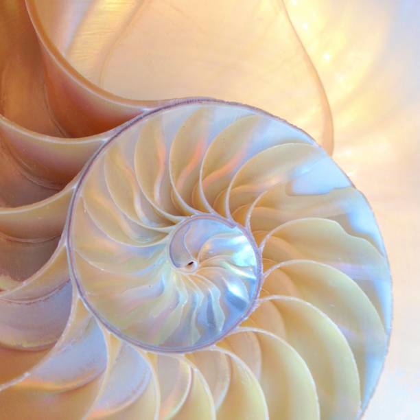 istock nautilus shell Fibonacci symmetry cross section spiral structure growth golden ratio (nautilus pompilius) seashell half slice 669044510