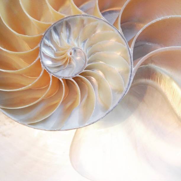 istock nautilus shell Fibonacci symmetry cross section spiral structure growth golden ratio (nautilus pompilius) seashell half slice 669044512