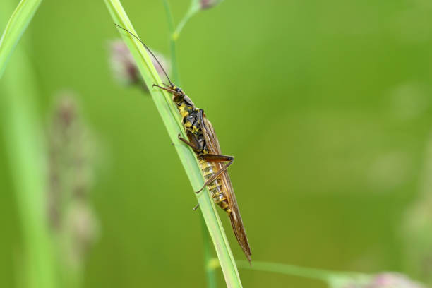 Steinfliege Neuflügler plecoptera stock pictures, royalty-free photos & images