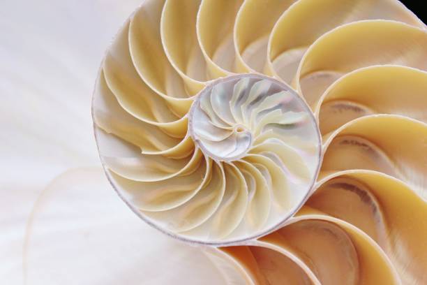 istock nautilus shell Fibonacci symmetry cross section spiral structure growth golden ratio (nautilus pompilius) seashell half slice 669044652