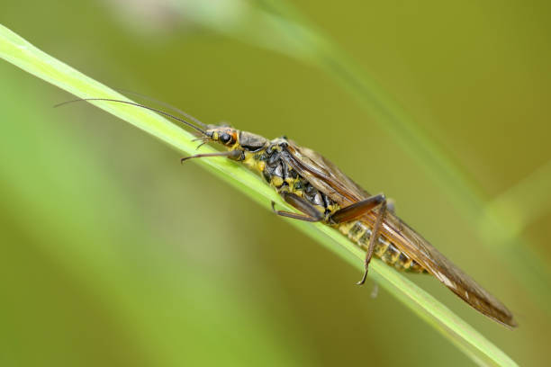 Steinfliege Neuflügler plecoptera stock pictures, royalty-free photos & images