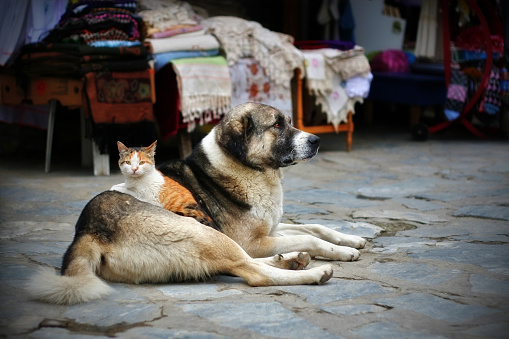 A cat lying on a dog. Photo of a good friendship and an incredible bond.