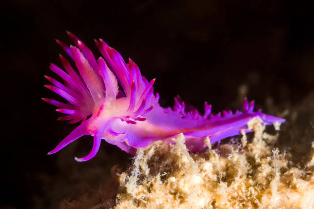 istock Flabellina rubrolineata Nudibranch, Sea Slug 669048012