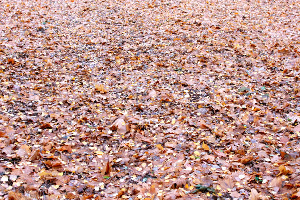 istock yellow leaves on the ground 669051306