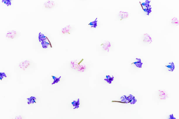 istock Floral pattern of hyacinth flowers on white background. Flat lay, top view. 669053980