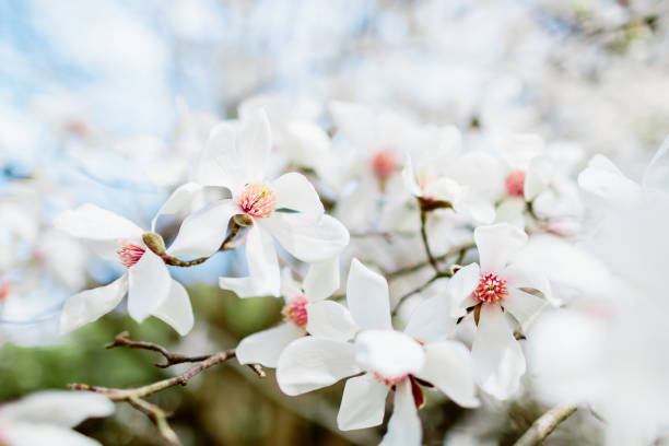 美しい白いマグノリアを咲かせる。春の背景。 - sunlight flower magnolia flower head ストックフォトと画像
