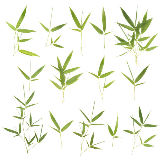 istock Collection of  bamboo leaves 669056618