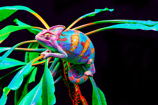 Yemen chameleon isolated on black large background.Lizard on the green leaves.skin has a bright color