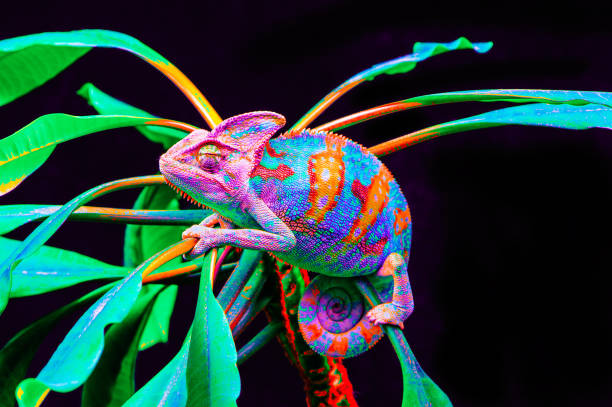 istock Yemen chameleon isolated on black background 669057960