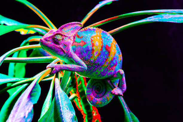istock Yemen chameleon isolated on black background 669058118