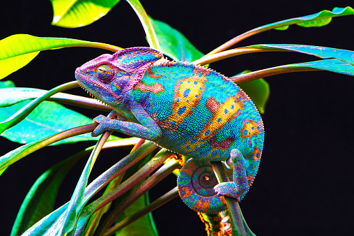 Yemen chameleon isolated on black large background.Lizard on the green leaves.skin has a bright color