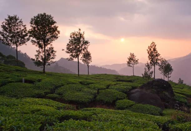 istock Tea plantations in Kerala, South India 669060470