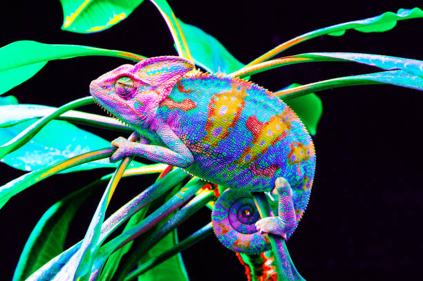 istock Yemen chameleon isolated on black background 669060924