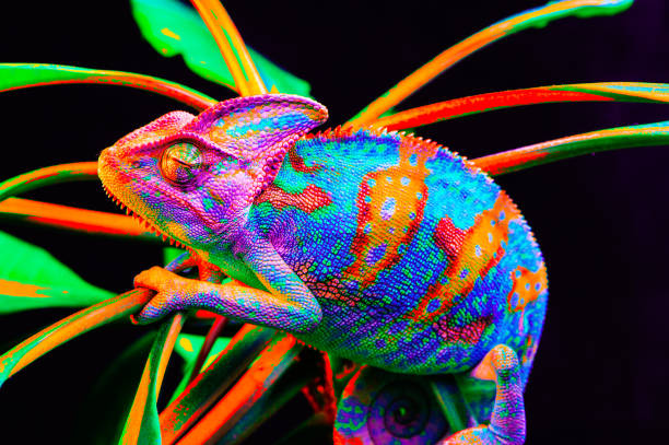 istock Yemen chameleon isolated on black background 669061570