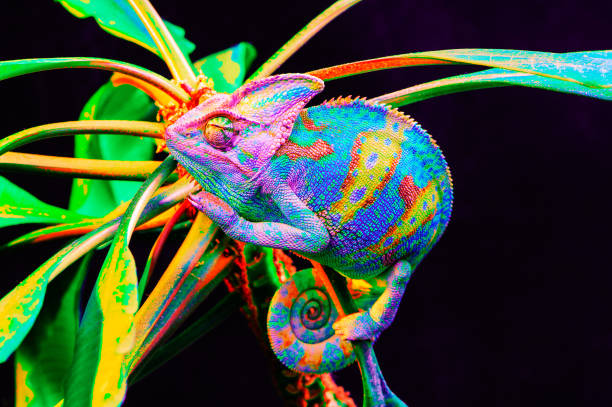 Yemen chameleon isolated on black large background.Lizard on the green leaves.skin has a bright color