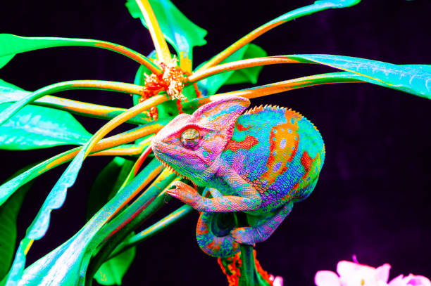 istock Yemen chameleon isolated on black background 669064144