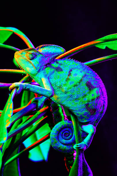 istock Yemen chameleon isolated on black background 669064258