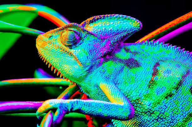 istock Yemen chameleon isolated on black background 669064512
