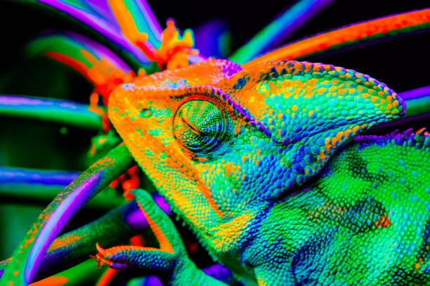 istock Yemen chameleon isolated on black background 669064754