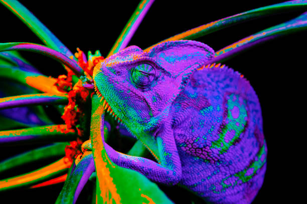 istock Yemen chameleon isolated on black background 669064808