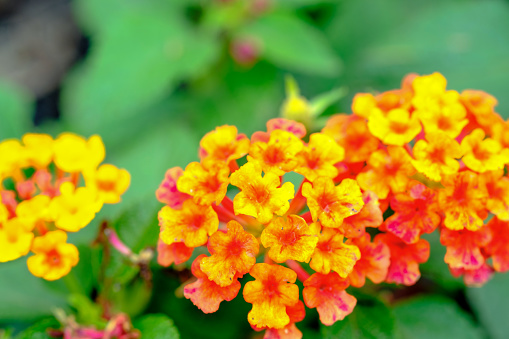 Closeup and selective focus image on beautiful lantanas flower in the garden with green leaf is part background.