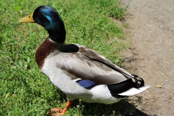 istock Mallard duck male 669067240