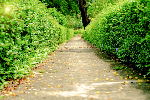 istock Green alley,path in the park 669067320