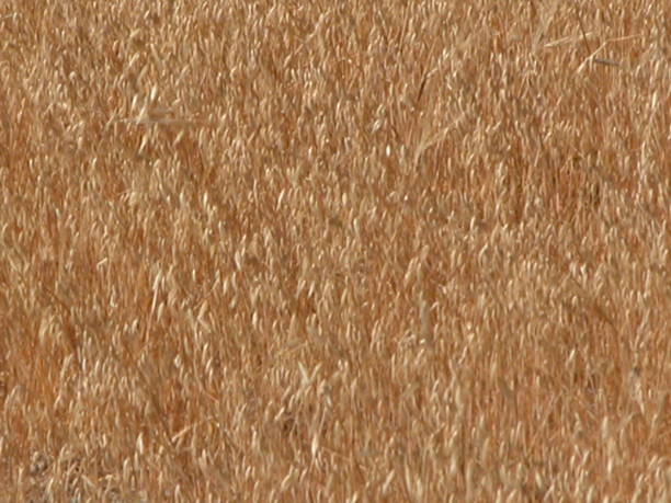 istock Cereals in the field - Spain 669067346