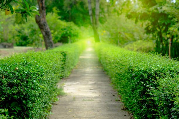 Selective focus image on beautiful green alley,path in the park